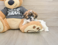 7 week old Teddy Bear Puppy For Sale - Pilesgrove Pups