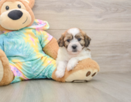 7 week old Teddy Bear Puppy For Sale - Pilesgrove Pups