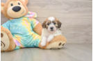 Smart Teddy Bear Designer Pup