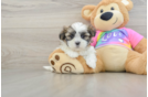Adorable Shitzu Designer Puppy