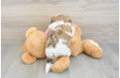 Best Teddy Bear Baby