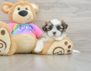 6 week old Teddy Bear Puppy For Sale - Pilesgrove Pups