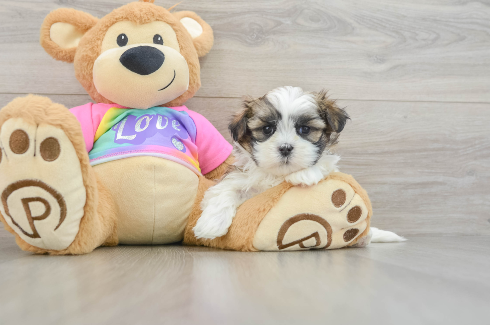 5 week old Teddy Bear Puppy For Sale - Pilesgrove Pups