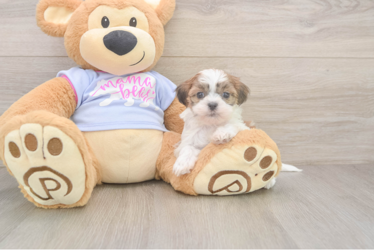Best Teddy Bear Baby