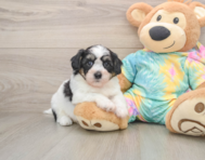 7 week old Teddy Bear Puppy For Sale - Pilesgrove Pups