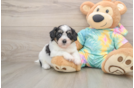 Small Teddy Bear Baby