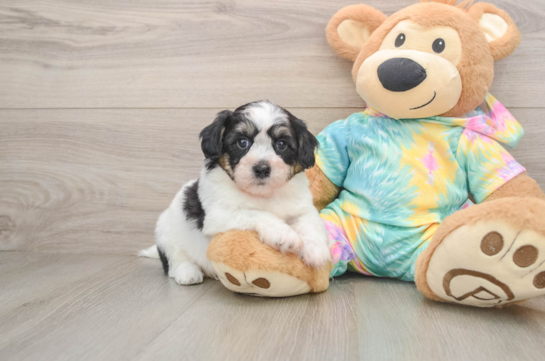 Small Teddy Bear Baby