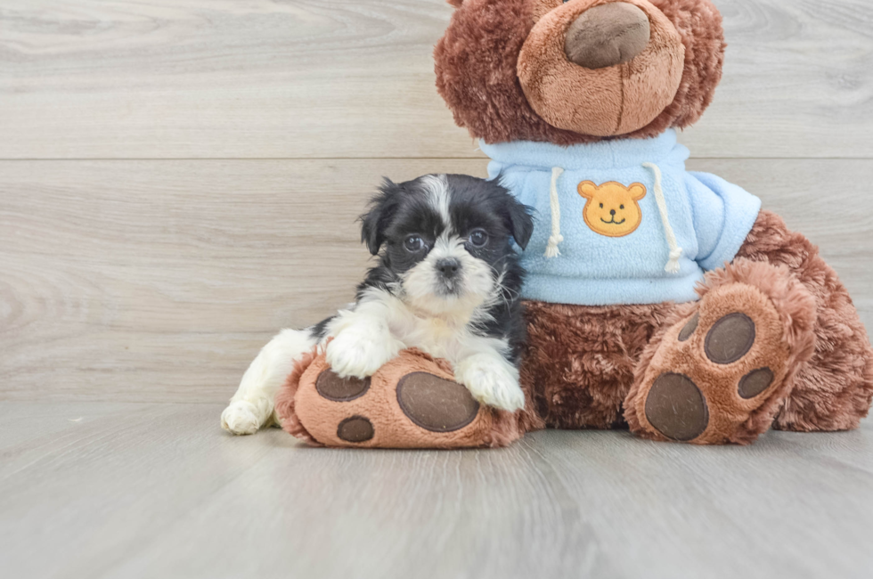 7 week old Teddy Bear Puppy For Sale - Pilesgrove Pups