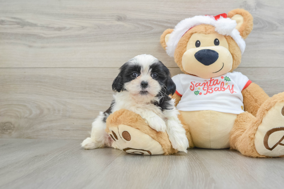 Teddy Bear Pup Being Cute