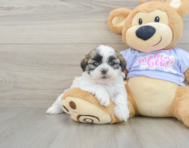 6 week old Teddy Bear Puppy For Sale - Pilesgrove Pups