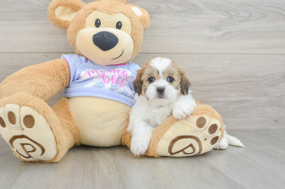 5 week old Teddy Bear Puppy For Sale - Pilesgrove Pups