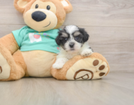 7 week old Teddy Bear Puppy For Sale - Pilesgrove Pups