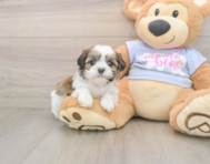 8 week old Teddy Bear Puppy For Sale - Pilesgrove Pups