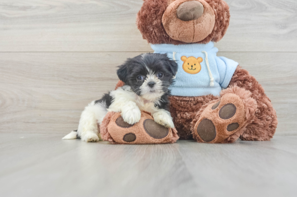 7 week old Teddy Bear Puppy For Sale - Pilesgrove Pups