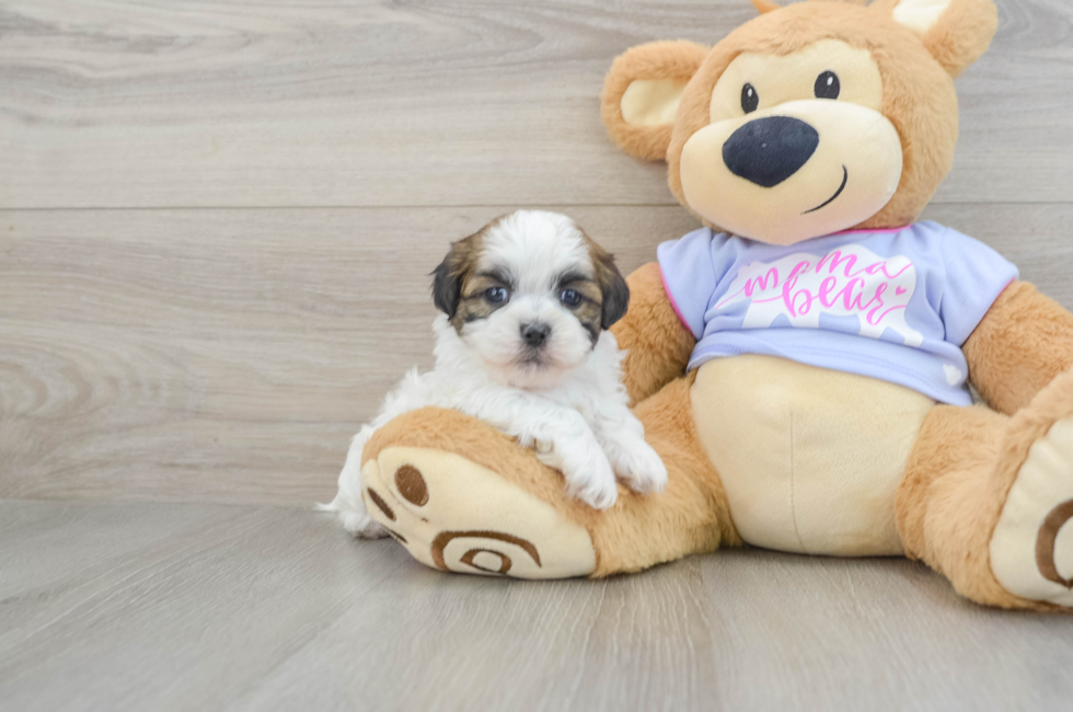 6 week old Teddy Bear Puppy For Sale - Pilesgrove Pups