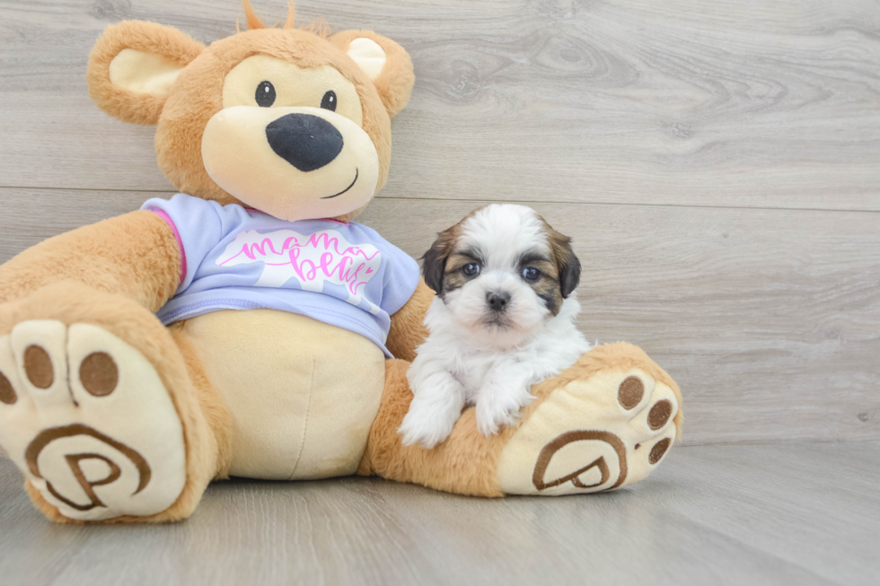 Petite Teddy Bear Designer Pup