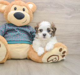 7 week old Teddy Bear Puppy For Sale - Pilesgrove Pups