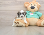 7 week old Teddy Bear Puppy For Sale - Pilesgrove Pups