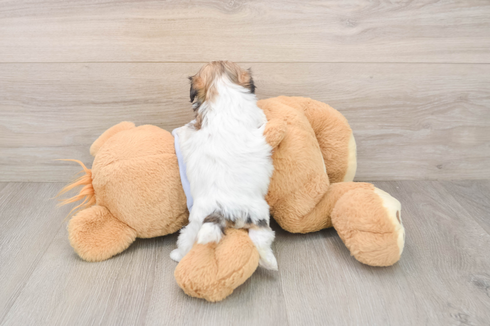 Teddy Bear Pup Being Cute