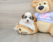 6 week old Teddy Bear Puppy For Sale - Pilesgrove Pups