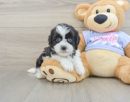 6 week old Teddy Bear Puppy For Sale - Pilesgrove Pups
