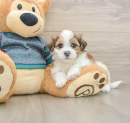 6 week old Teddy Bear Puppy For Sale - Pilesgrove Pups