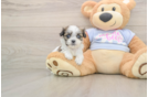 Teddy Bear Pup Being Cute