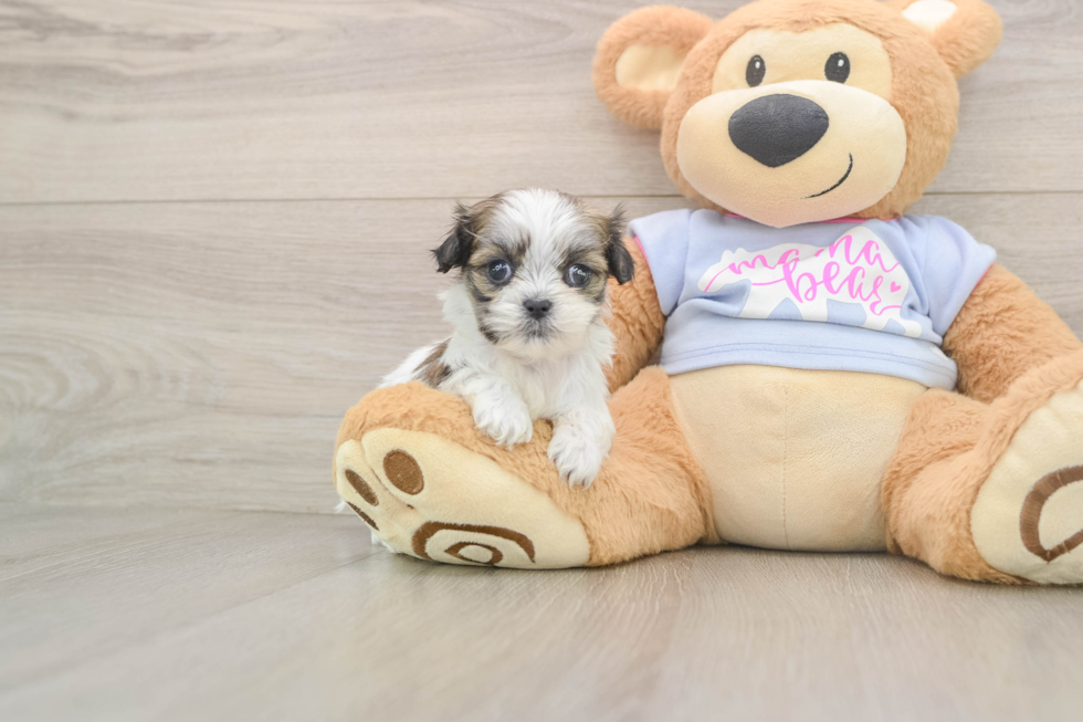 Teddy Bear Pup Being Cute