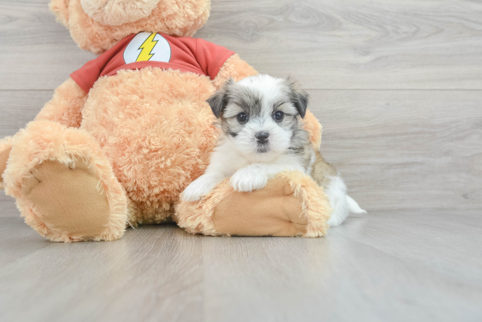 Energetic Shichon Designer Puppy