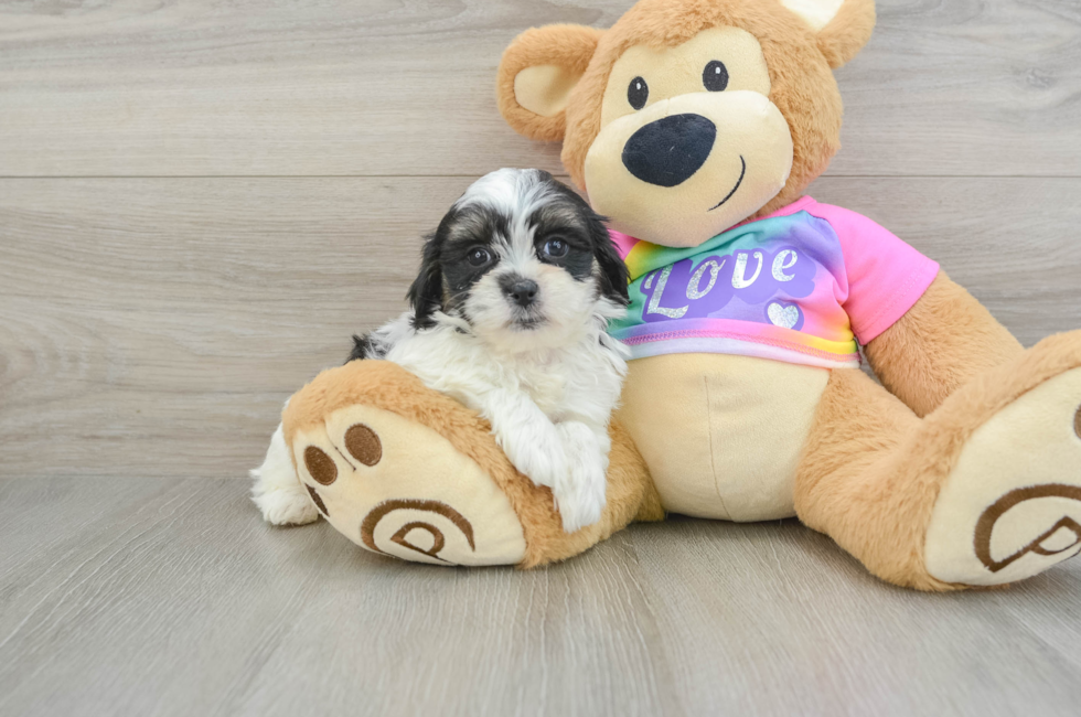 7 week old Teddy Bear Puppy For Sale - Pilesgrove Pups