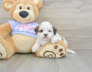 6 week old Teddy Bear Puppy For Sale - Pilesgrove Pups