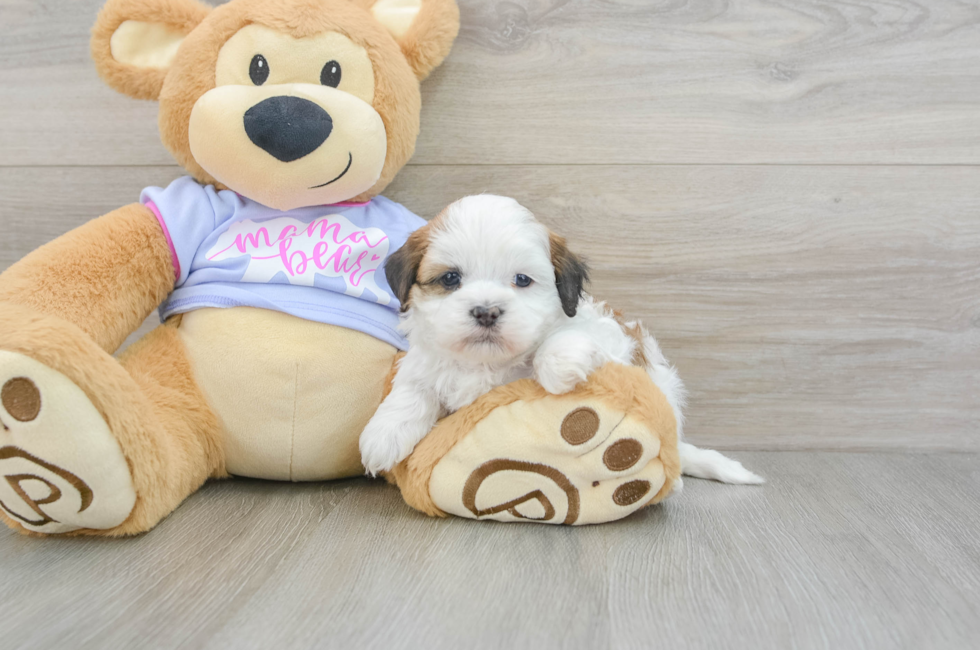 6 week old Teddy Bear Puppy For Sale - Pilesgrove Pups