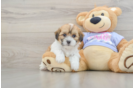 Friendly Teddy Bear Baby