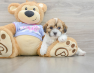 6 week old Teddy Bear Puppy For Sale - Pilesgrove Pups