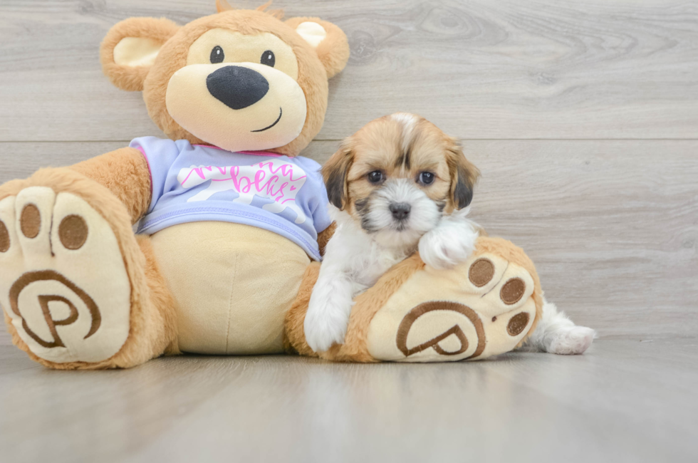 5 week old Teddy Bear Puppy For Sale - Pilesgrove Pups