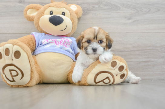 Best Teddy Bear Baby