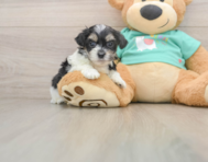7 week old Teddy Bear Puppy For Sale - Pilesgrove Pups