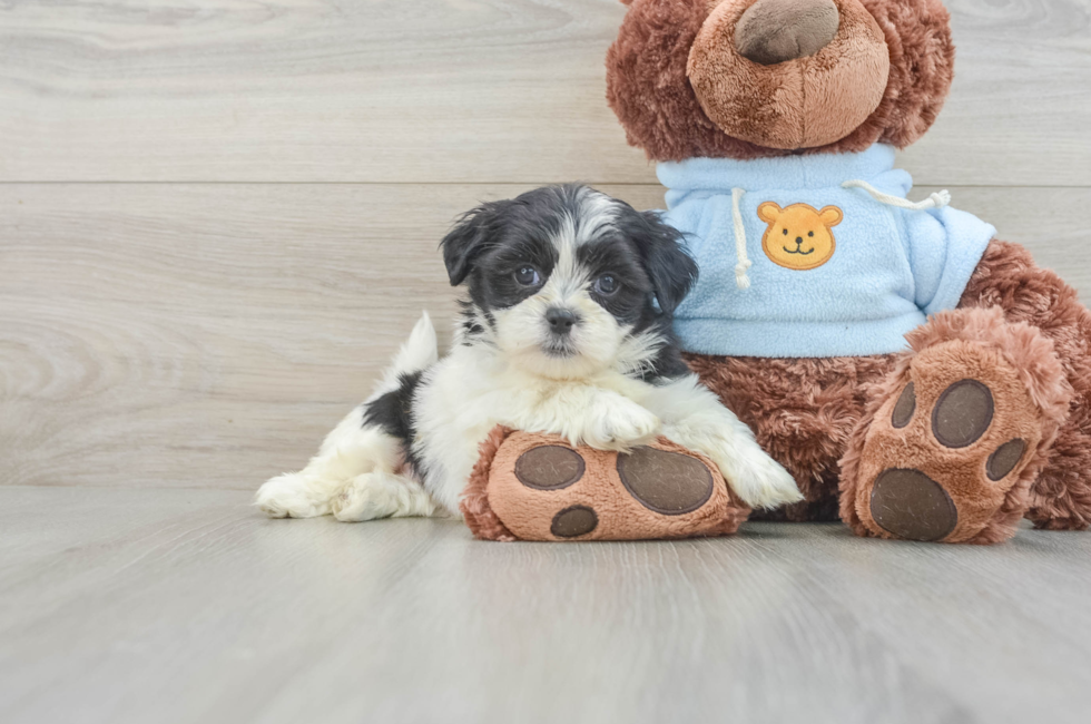 7 week old Teddy Bear Puppy For Sale - Pilesgrove Pups