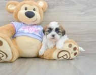 6 week old Teddy Bear Puppy For Sale - Pilesgrove Pups