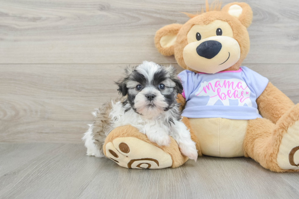 Teddy Bear Pup Being Cute