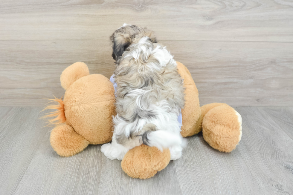 Little Shit Designer Puppy