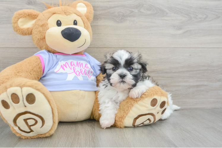 Teddy Bear Pup Being Cute
