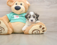 7 week old Teddy Bear Puppy For Sale - Pilesgrove Pups