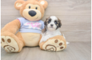 Adorable Shichon Designer Puppy