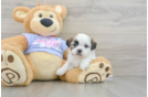 Popular Teddy Bear Designer Pup