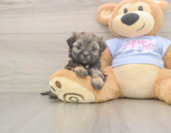 7 week old Teddy Bear Puppy For Sale - Pilesgrove Pups