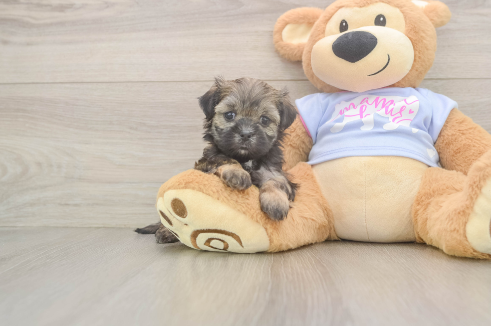 6 week old Teddy Bear Puppy For Sale - Pilesgrove Pups