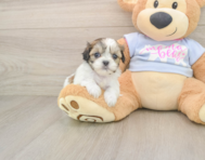 9 week old Teddy Bear Puppy For Sale - Pilesgrove Pups