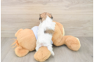 Happy Teddy Bear Baby