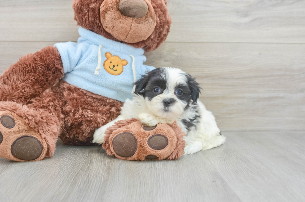 7 week old Teddy Bear Puppy For Sale - Pilesgrove Pups